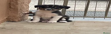 Australian Shepherd 5
