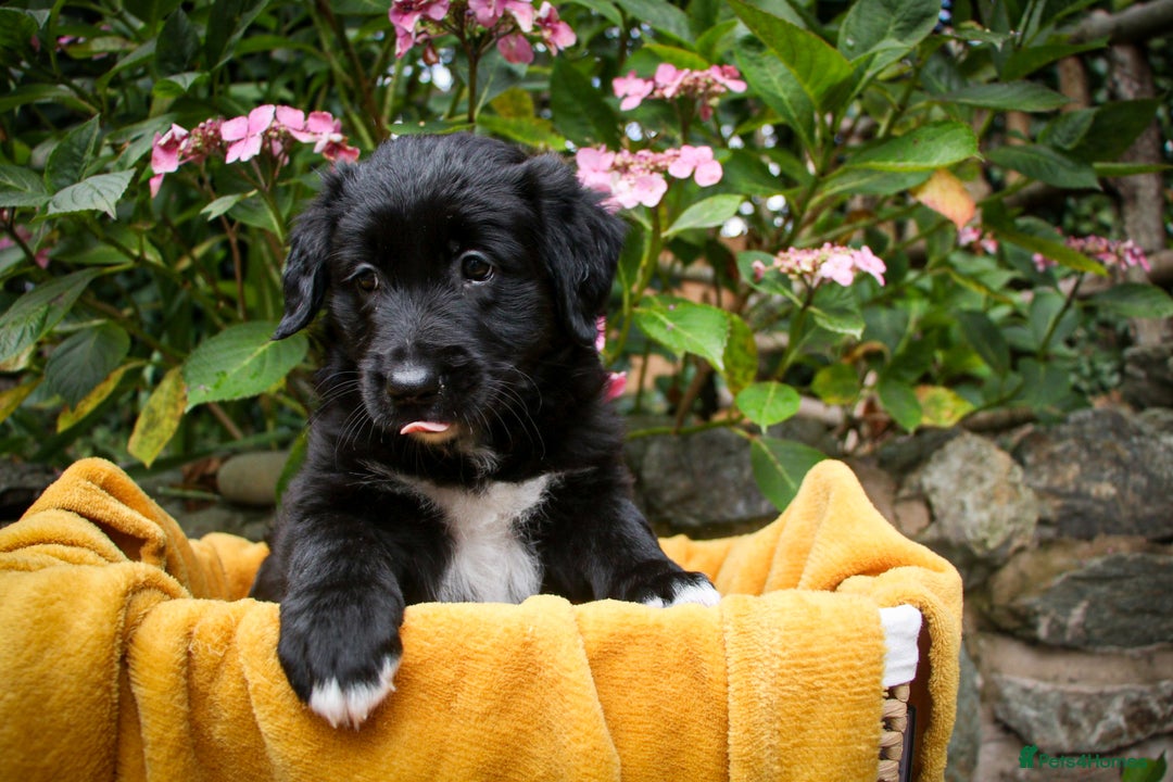 Mixed Breed dogs for sale: 3 x Border collie cross retriever pups - Image 5