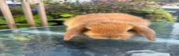 Mini Lop rabbits for sale: Mini lop / Mini lop cross orange / black bunnies - Advert 8