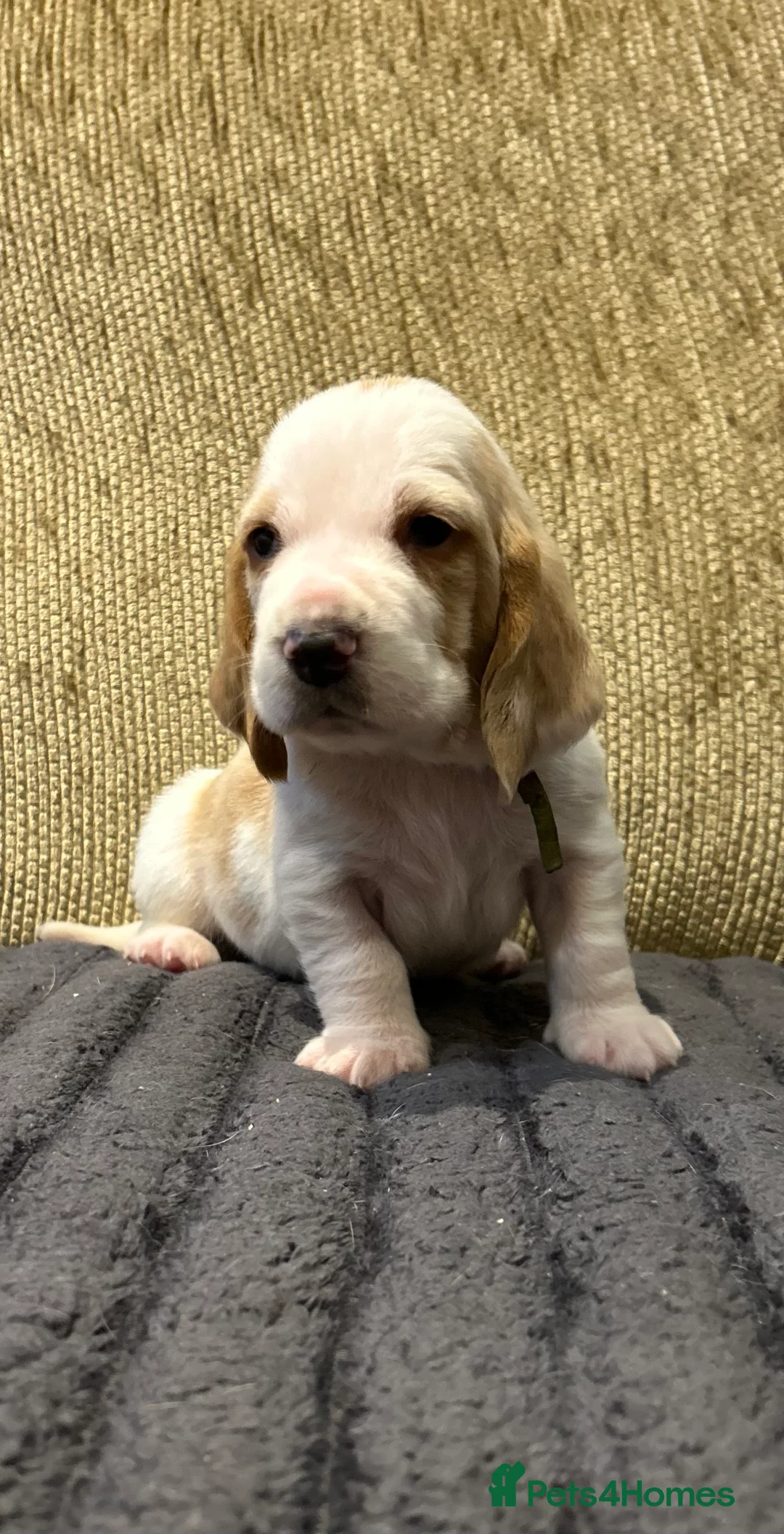 Basset Hound dogs for sale: Basset hound puppies!!! KC reg. - Advert 8