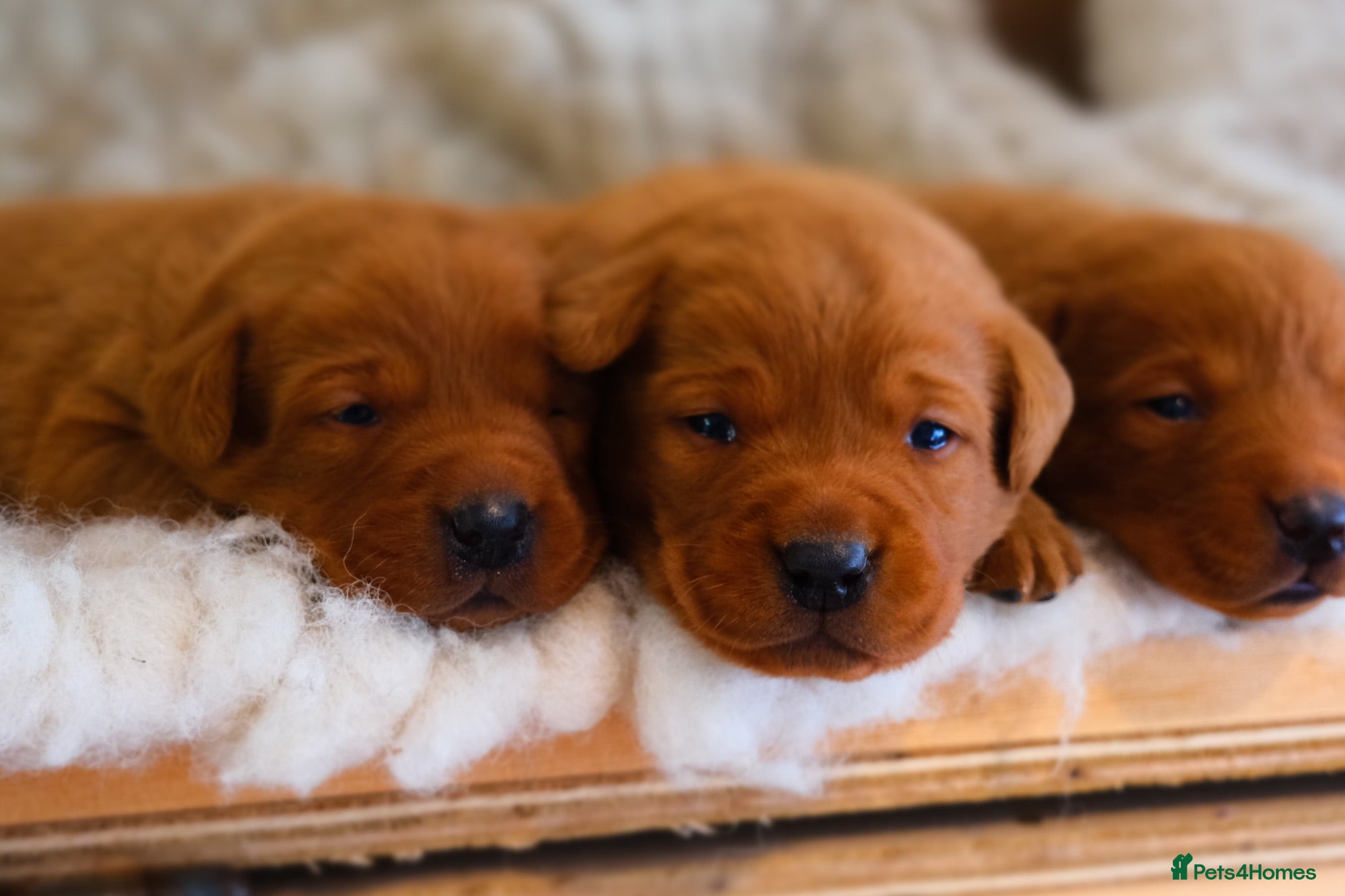 Labrador Retriever dogs Mahogany Fox Red KC Labrador Puppies - Advert 1