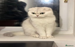 British Longhair cats for sale: snow white kittens - Image 9