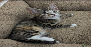 Mixed Breed cats - Advert 7
