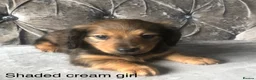 Miniature Dachshund dogs for sale: Miniature long haired dachshund puppies - Advert 10
