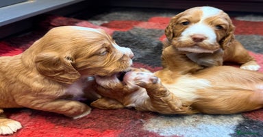 Cocker Spaniel dogs - Advert 2