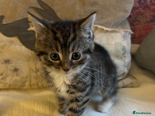 Persian cats GORGEOUS PERSIAN X KITTENS - Advert 13