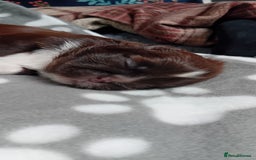 Shih Tzu dogs for sale: Shihtzu minature puppies stunning - Image 12