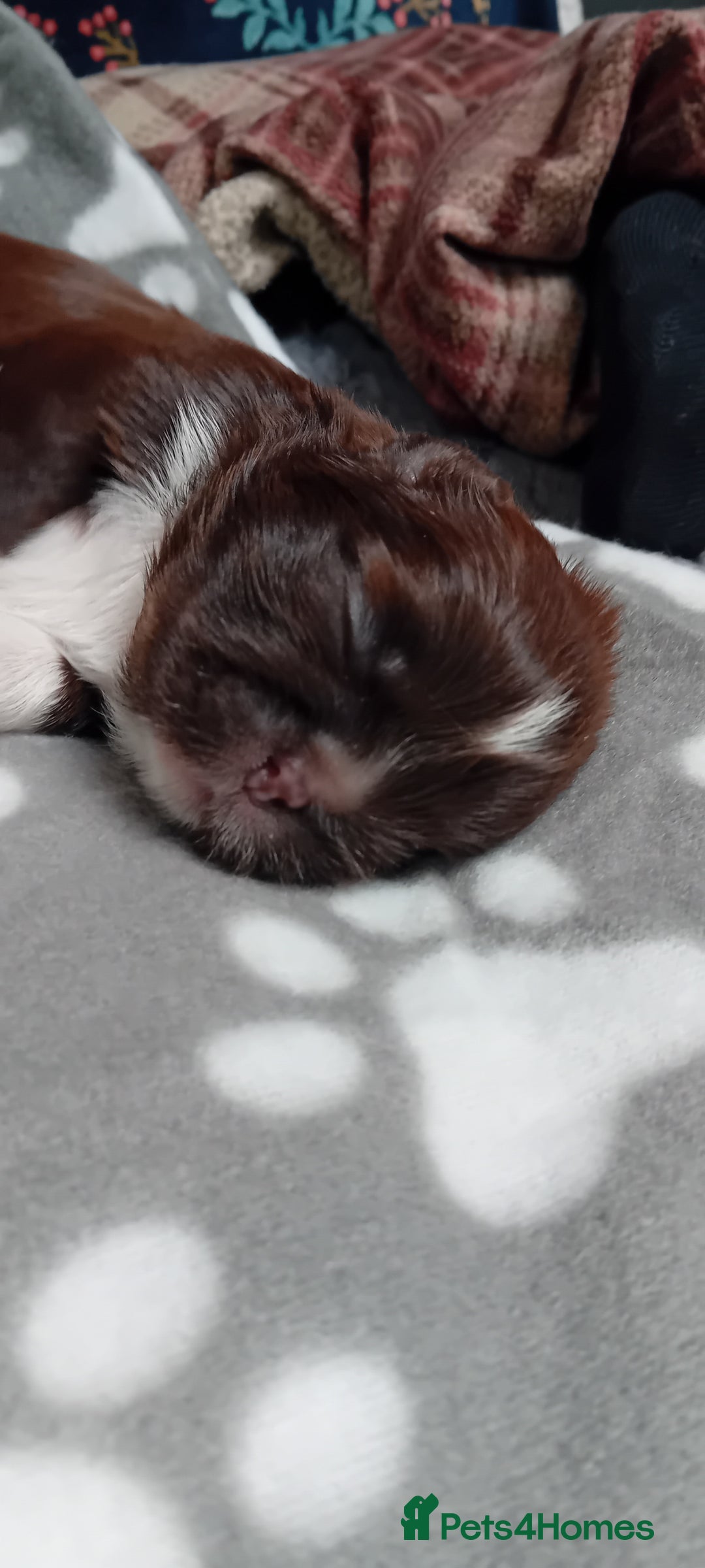 Shih Tzu dogs for sale: Shihtzu minature puppies stunning - Image 12