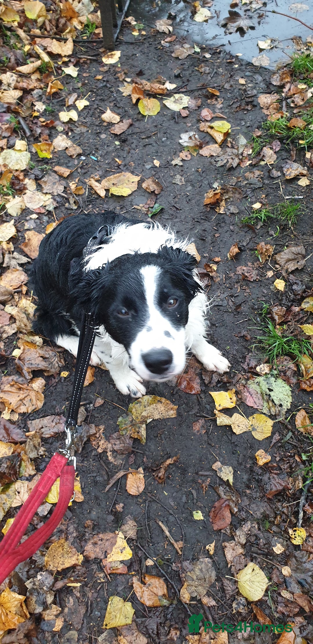 Border Collie dogs for sale: Male and female looking for loving home - Advert 5