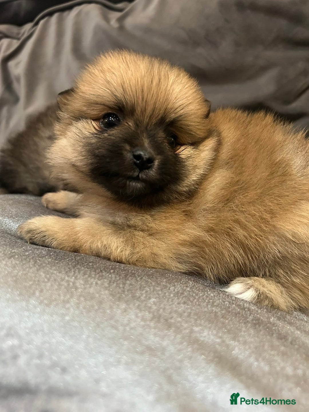 Pomeranian dogs for sale: **** ** ** POMERANIAN PUPPIES **** - Image 9
