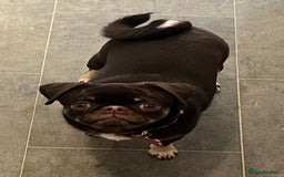 Pug dogs for sale: Tiny pug girl - Advert 5