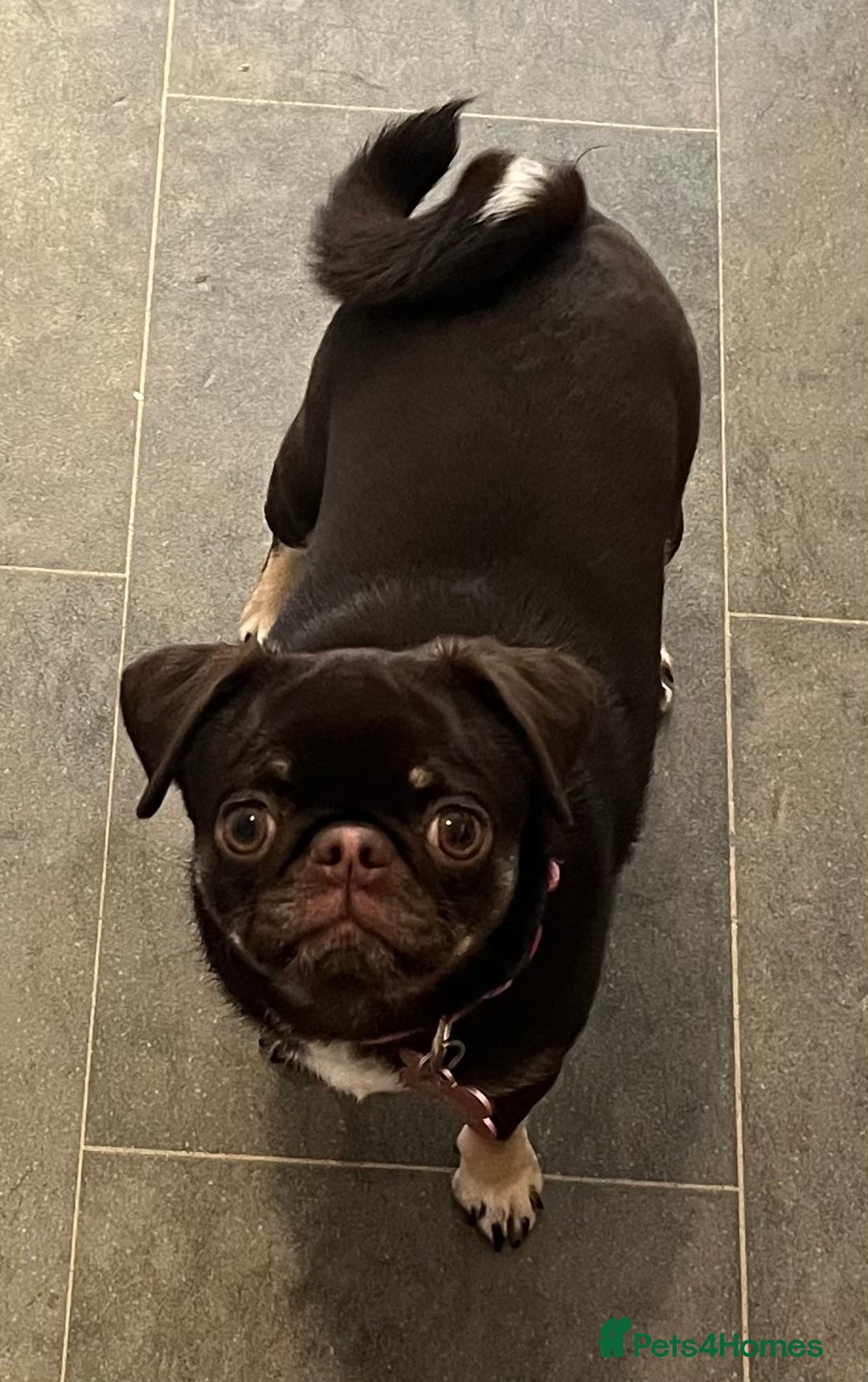 Pug dogs for sale: Tiny pug girl - Advert 5