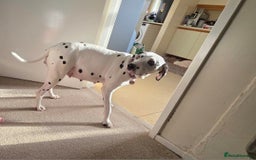 Dalmatian dogs for sale: 100% DALMATIAN LITTER - Image 4