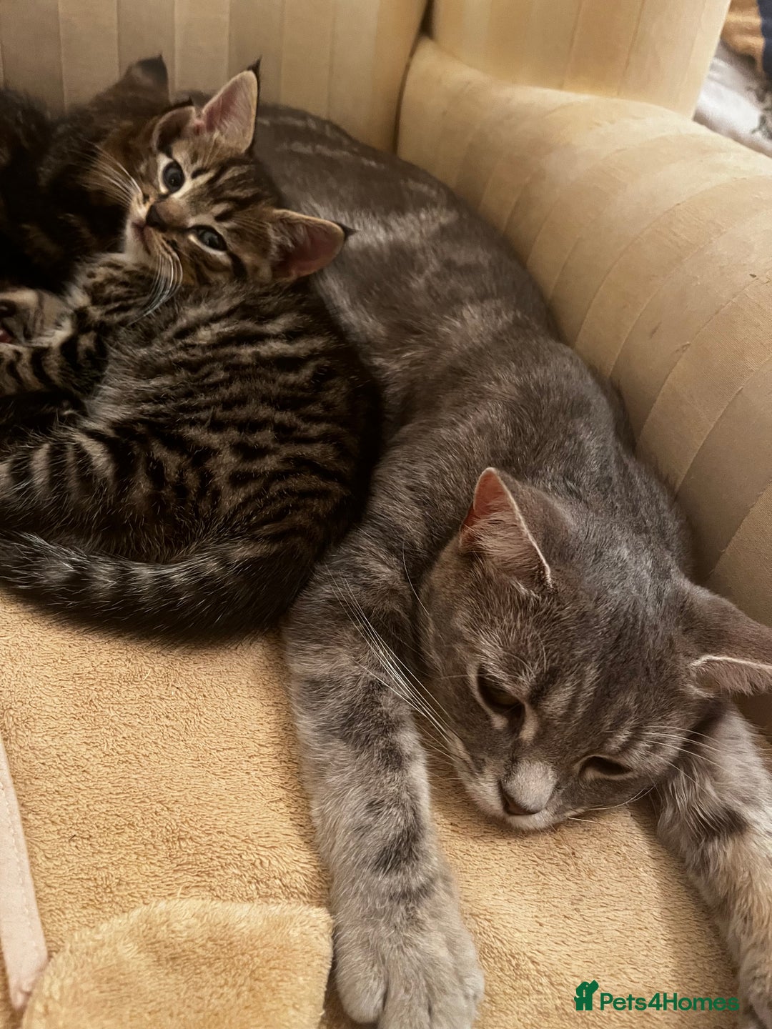 Mixed Breed cats for sale: Cute Scottish Straight mixed breed kittens, ready  - Image 9
