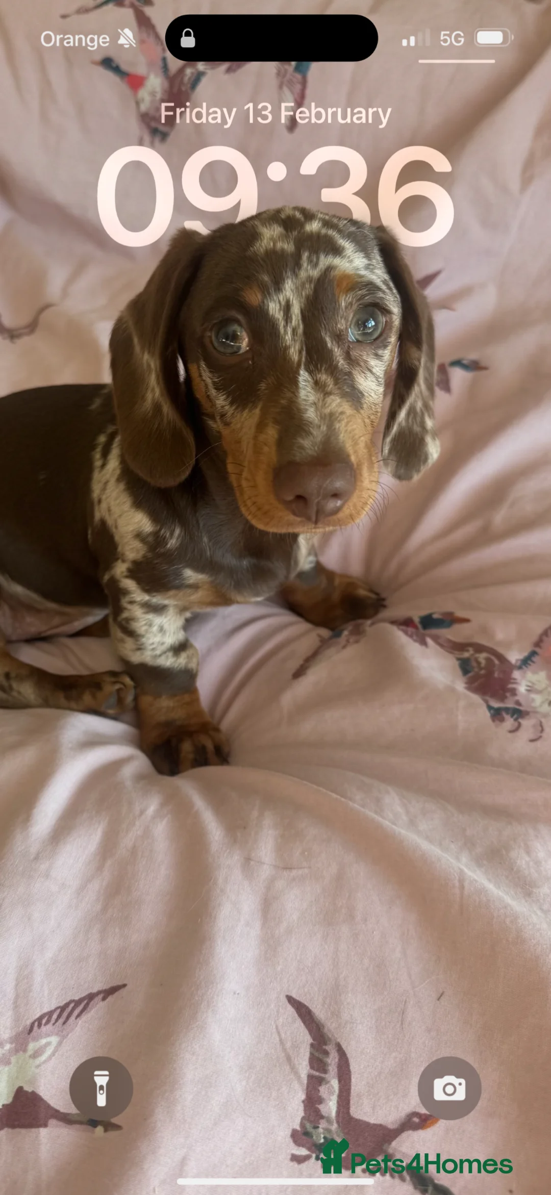 Miniature Dachshund dogs for stud: Miniature Dachshund Stud Available  in Tonbridge - Advert 2