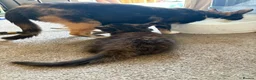Mixed Breed cats for sale: Kittens ready for their new homes - Advert 17