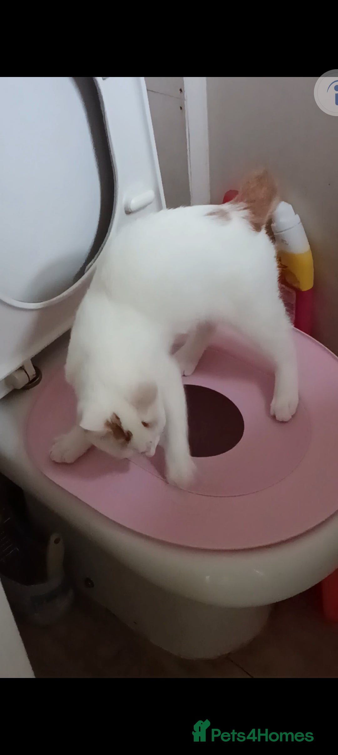 Turkish Van cats for sale: Turkish van male kitten  - Advert 2