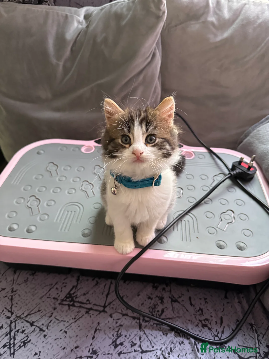 Ragcoon cats for sale: RAGCOONS  - Advert 16