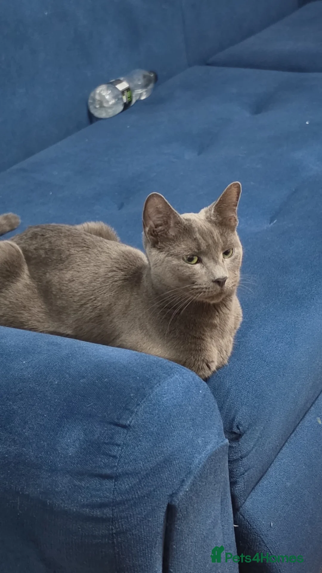 Russian Blue cats for sale: Russian blue kittens - Advert 1