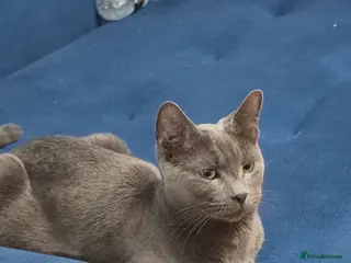 Russian Blue cats Russian blue kittens - Advert 1