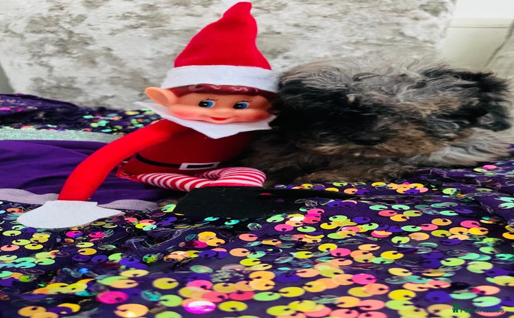 Cavapoo dogs F1b teddy bear Cavapoo puppies - Advert 5