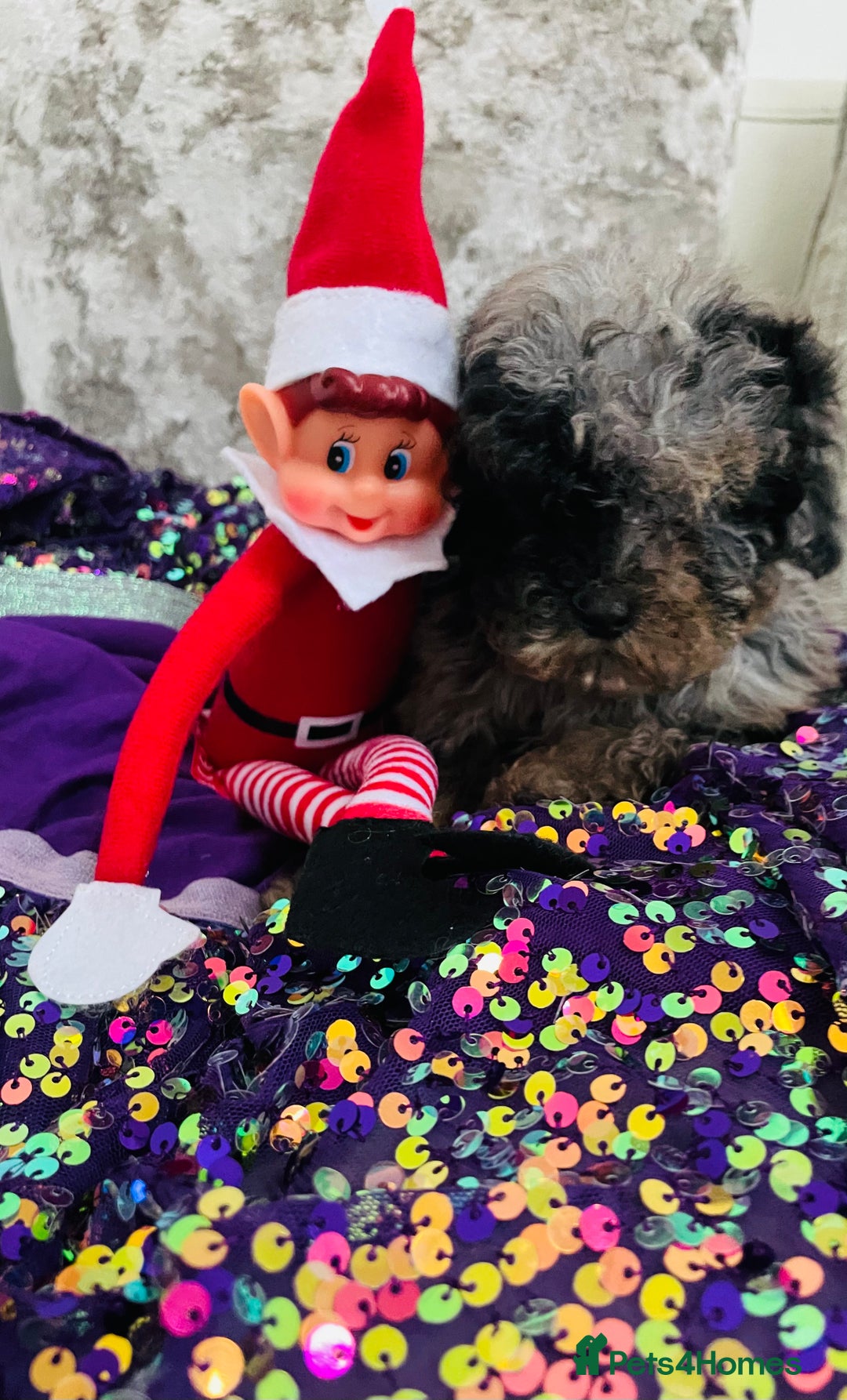 Cavapoo dogs for sale: F1b teddy bear Cavapoo puppies - Advert 5