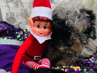 Cavapoo dogs F1b teddy bear Cavapoo puppies - Advert 12