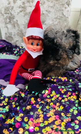 Cavapoo dogs F1b teddy bear Cavapoo puppies - Advert 5