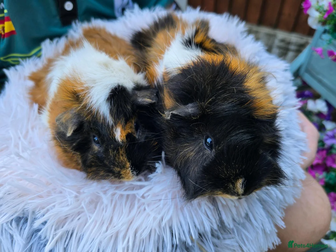 Guinea Pig rodents for sale: 2 x Bonded Girl Guinea Pigs - Advert 1