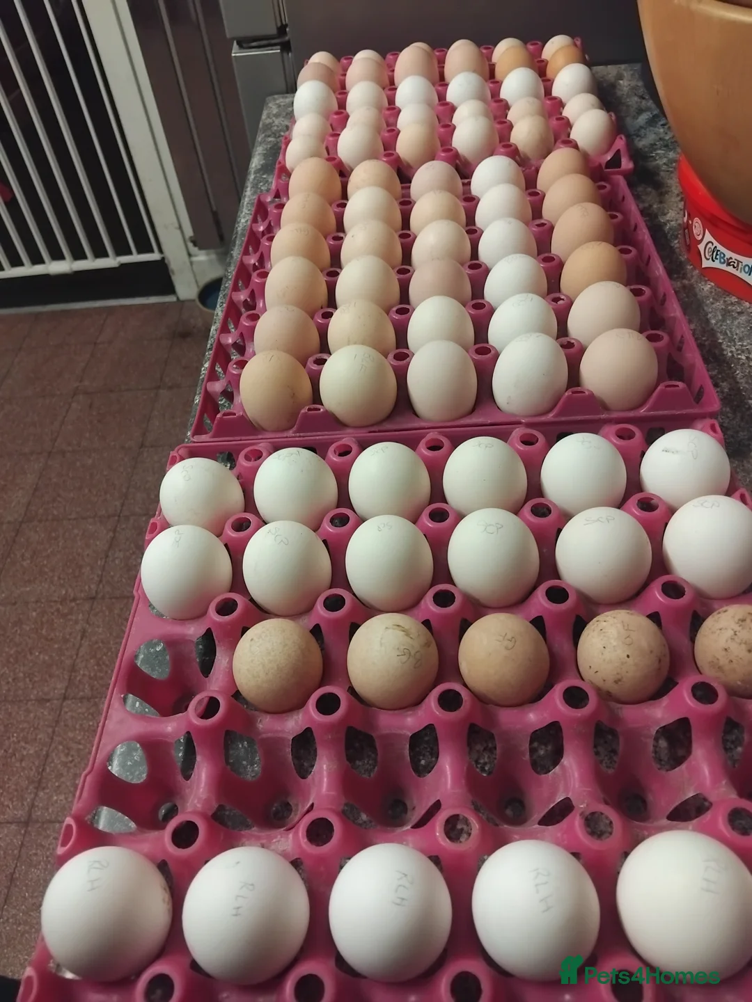 Mixed Breed poultry for sale: Hatching eggs  - Advert 4