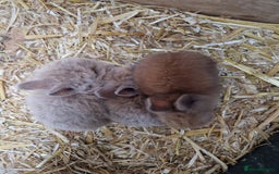 Lionhead rabbits for sale: Baby lionhead rabbits  - Image 2