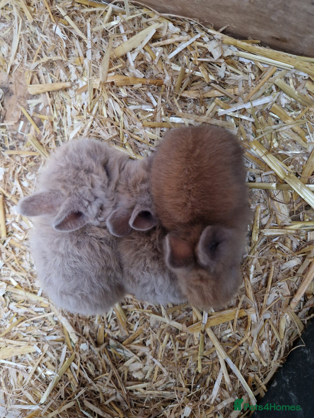 Lionhead rabbits for sale: Baby lionhead rabbits  - Image 2