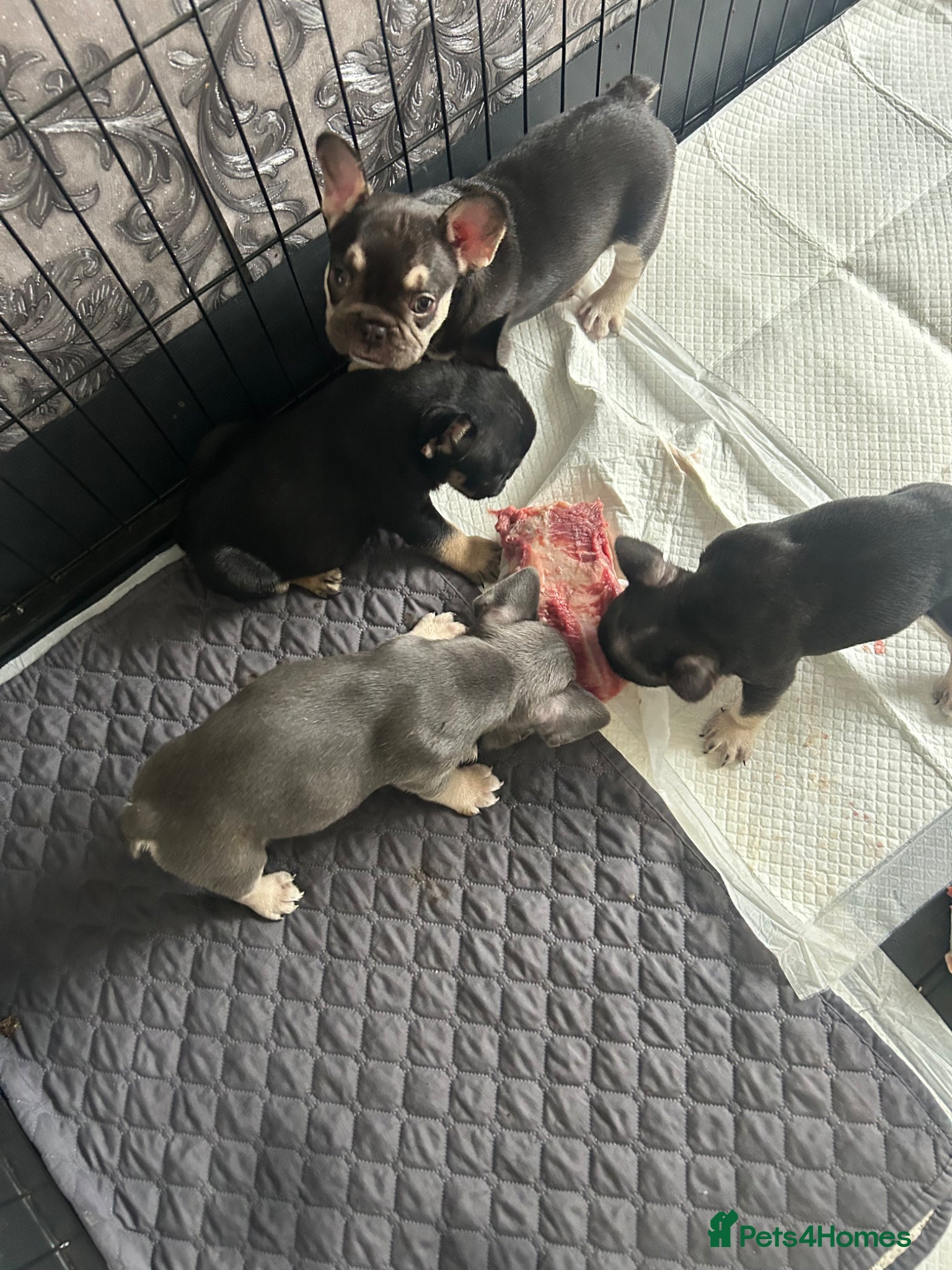 French Bulldog dogs Beautiful French bulldog puppies  - Advert 2