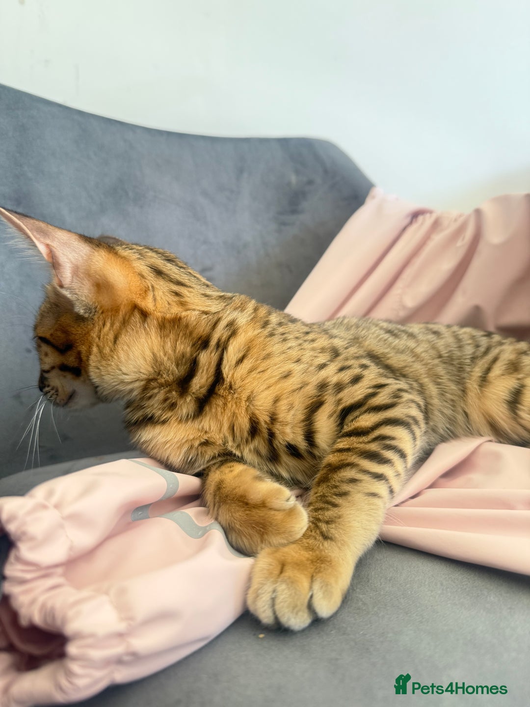 Savannah cats for sale: F3 Savannah Female Kitten Tica Reg - Image 7