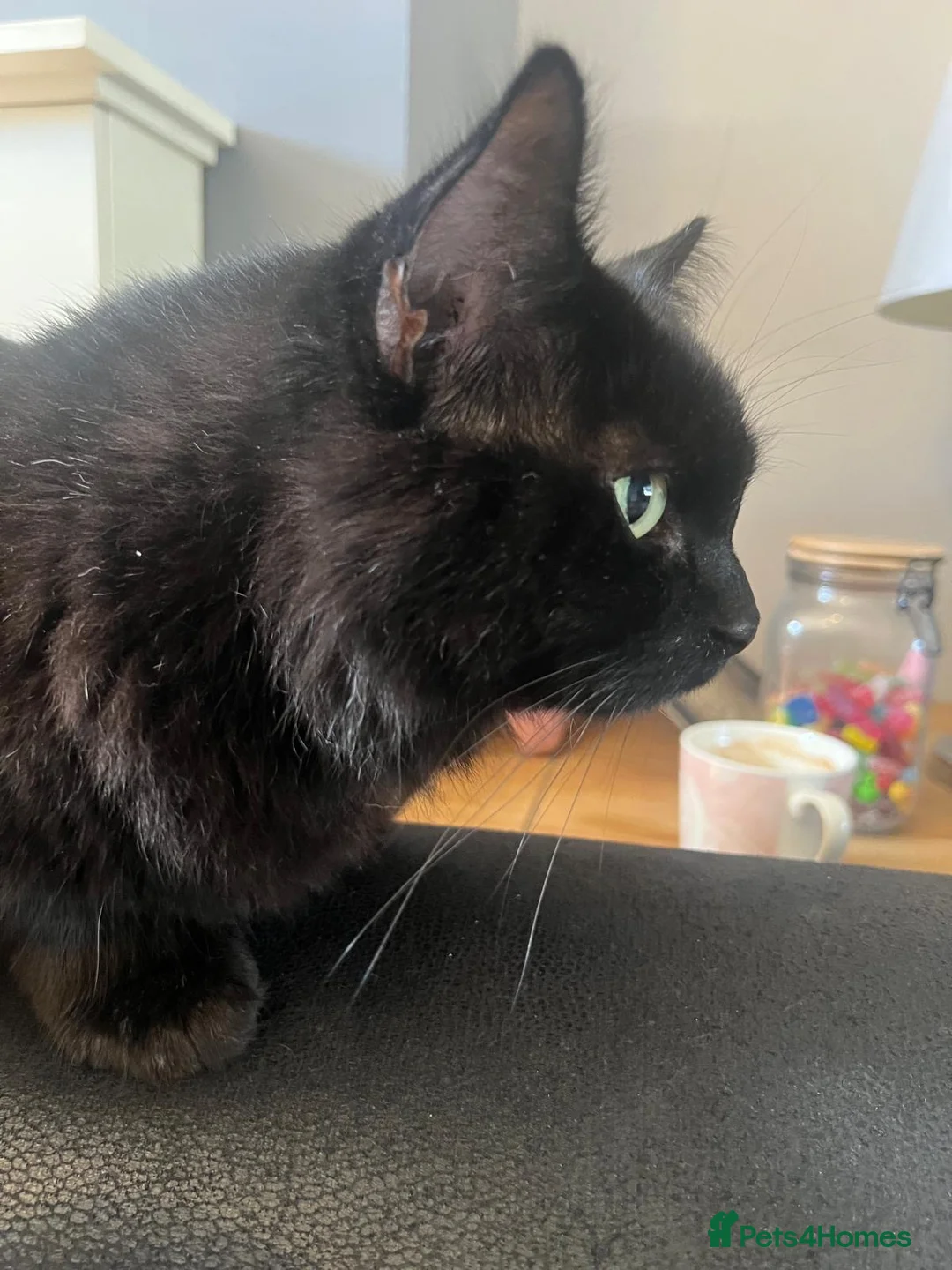 British Longhair cats for sale: Cat for Rehome - Advert 1