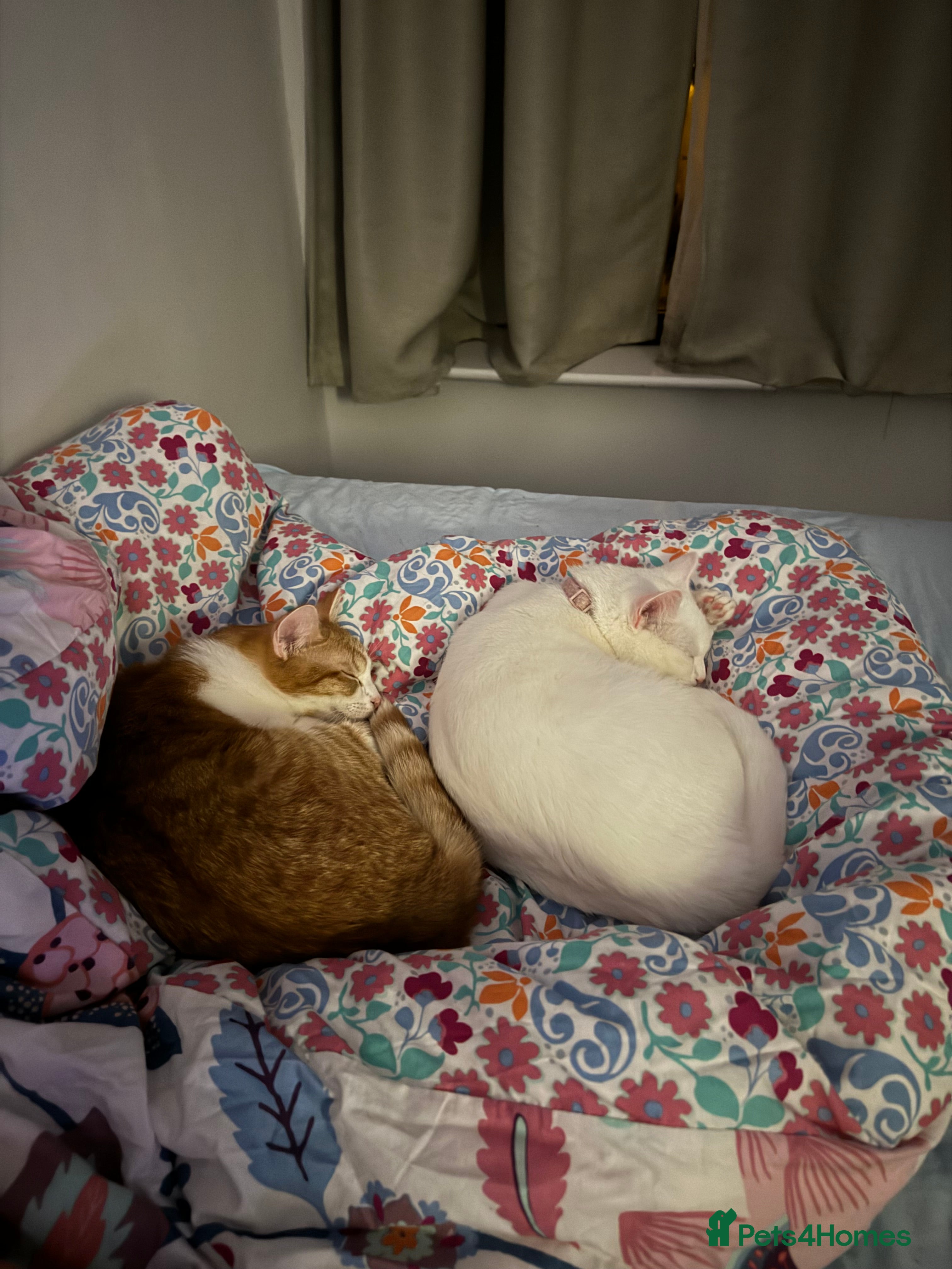 British Shorthair cats Lexi is ready to get a new home  - Advert 9