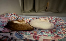 British Shorthair cats for sale: Lexi is ready to get a new home  - Image 1