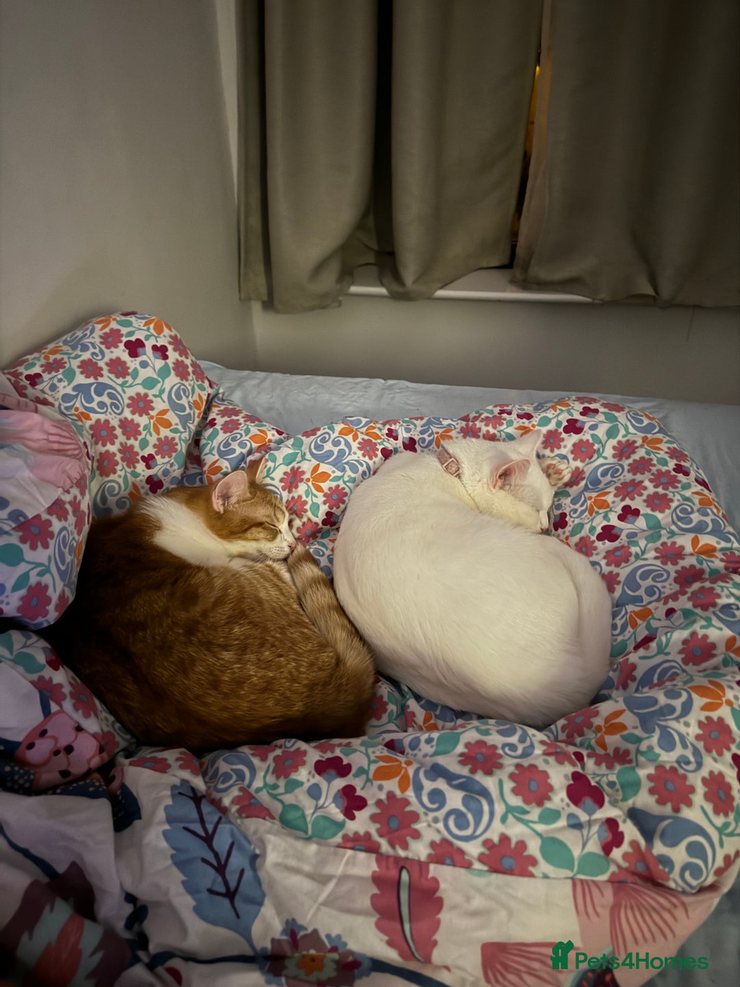 British Shorthair cats for sale: Lexi is ready to get a new home  - Image 1