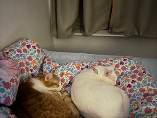 British Shorthair cats Lexi is ready to get a new home - Advert 9