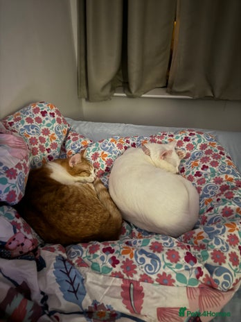 British Shorthair cats - Advert 8