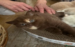 British Shorthair cats for sale: Gccf british shorthair kittens  - Image 14