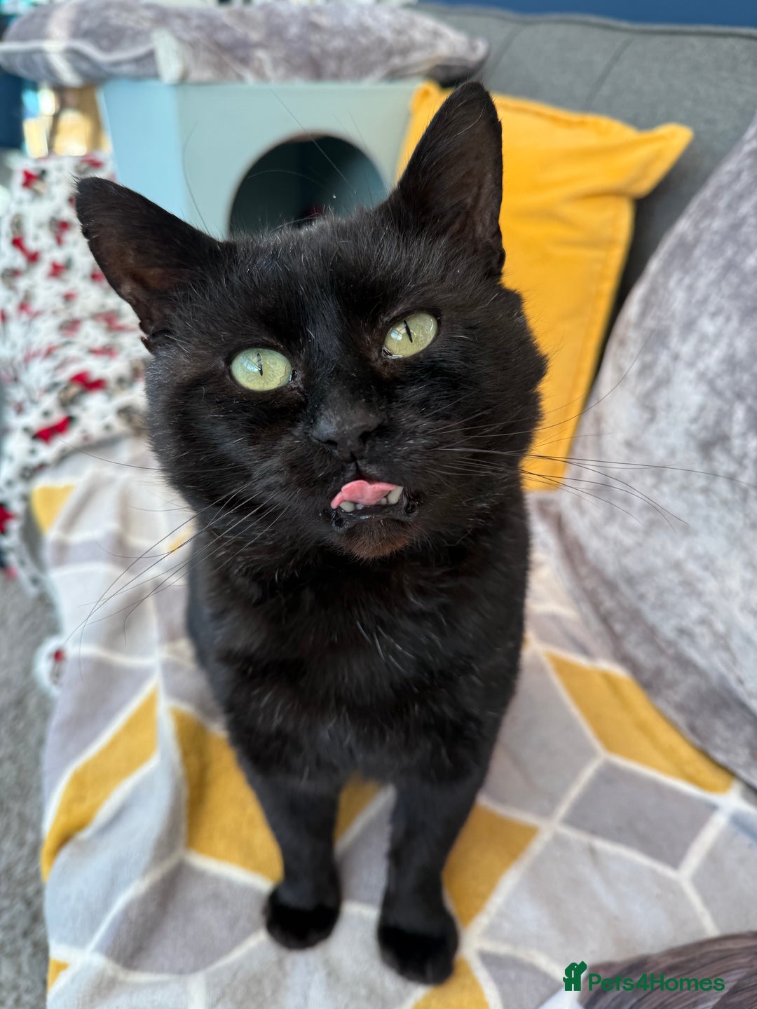 Domestic Shorthair cats for sale: Meet Douglas! - Advert 2