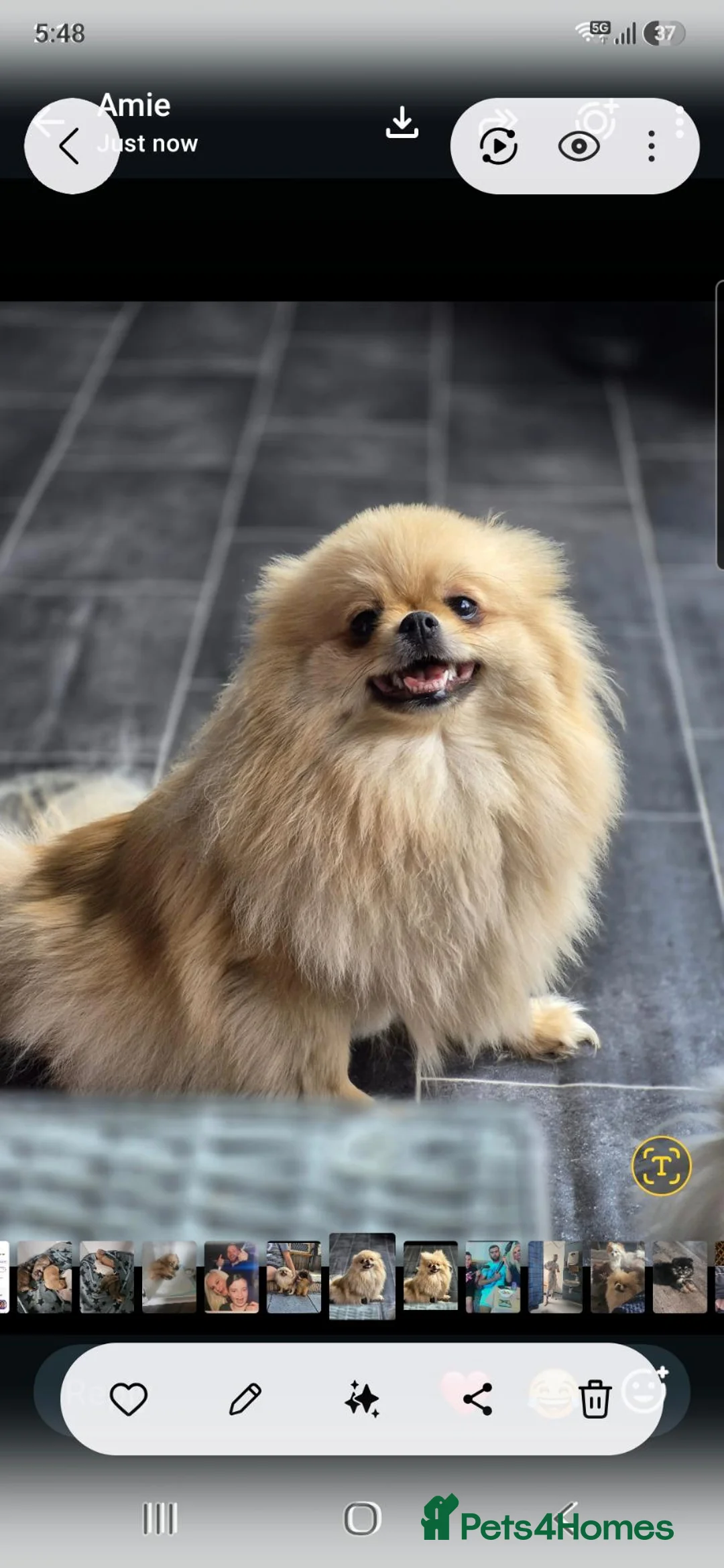 Pomeranian dogs for sale: 4 pomeranian puppies - Advert 8