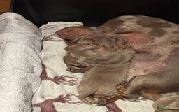 Dachshund dogs for sale: 2 Isabella dachshund puppies  - Image 12