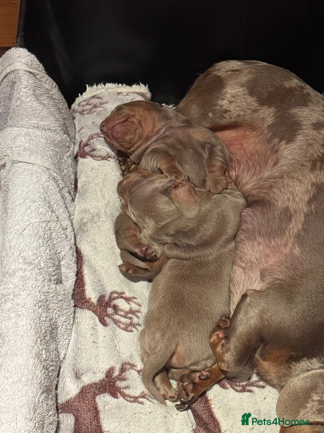 Dachshund dogs for sale: 2 Isabella dachshund puppies  - Image 12