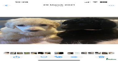 Standard Poodle dogs - Advert 16