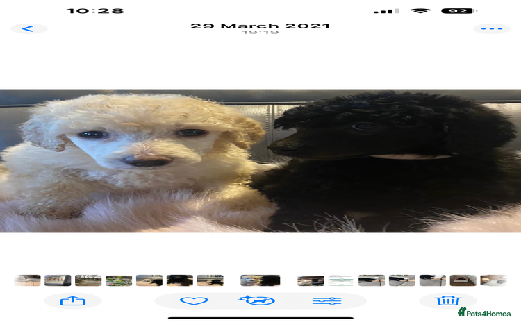 Standard Poodle dogs Kc standard poodles - Advert 14