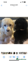 Standard Poodle dogs - Advert 3