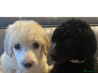 Standard Poodle dogs Kc standard poodles - Advert 4