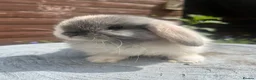 Mini Lop rabbits for sale: Stunning litter of mini lops  - Advert 13